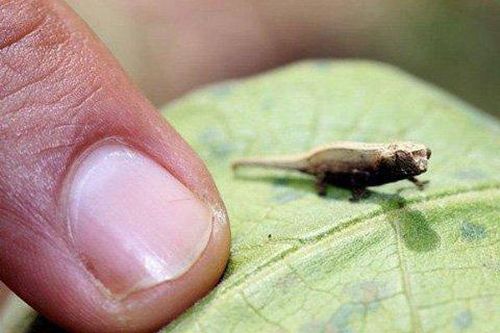 Loài tắc kè nhỏ chỉ bằng con… ruồi