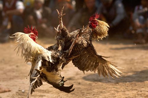 Gà chọi hầu tòa vì đá chết chủ nhân