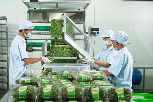 Xuất khẩu rau, quả sang Bắc Âu: Chú trọng thị trường ngách