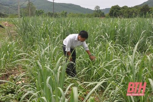 Chuyện những đảng viên đi đầu phát triển kinh tế