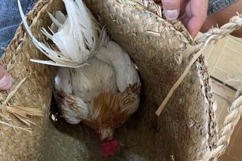 Cảnh sát hóa trang, phục kích 6 tiếng trong rừng để đánh úp trường gà
