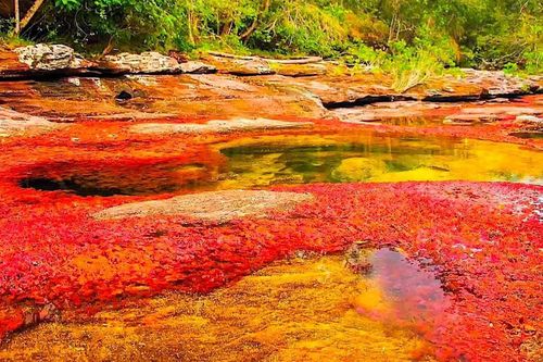 Dòng sông ngũ sắc tuyệt đẹp ở Colombia