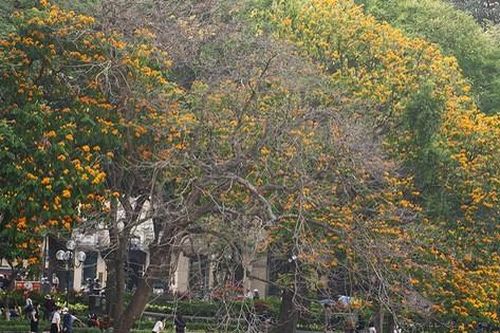 Người dân Hà Nội thích thú chiêm ngưỡng cây vàng anh đại thụ đang nở hoa rực rỡ một góc hồ Gươm