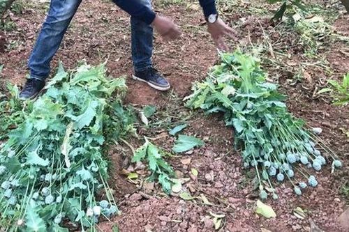Trồng cây thuốc phiện để làm rau ăn và nuôi lợn liệu có phạm luật?