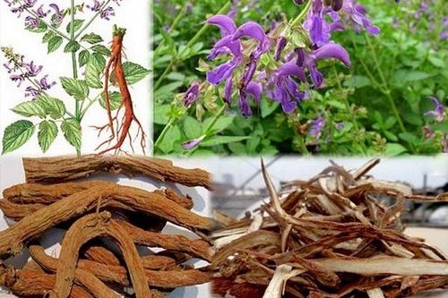 Đan sâm - thuốc hoạt huyết, thanh nhiệt