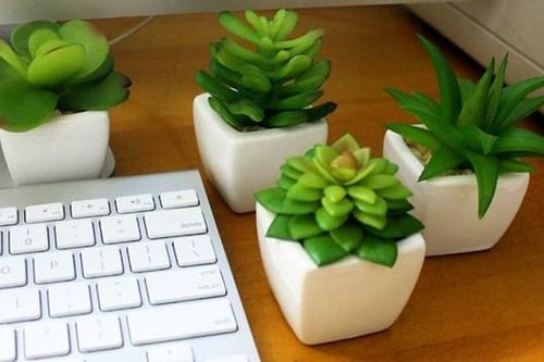 Mẫu cây nhỏ để bàn đem lại sức khỏe cho dân văn phòng