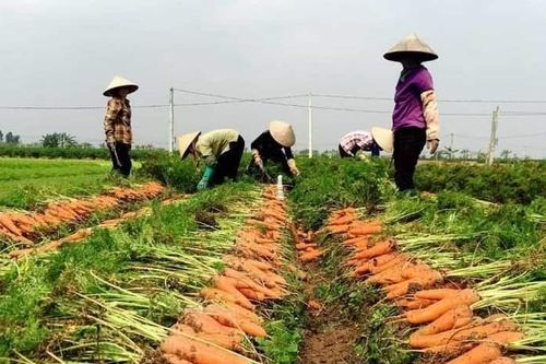 Hải Dương: Không 'giải cứu' bằng mọi giá nếu nông sản không đảm bảo chất lượng