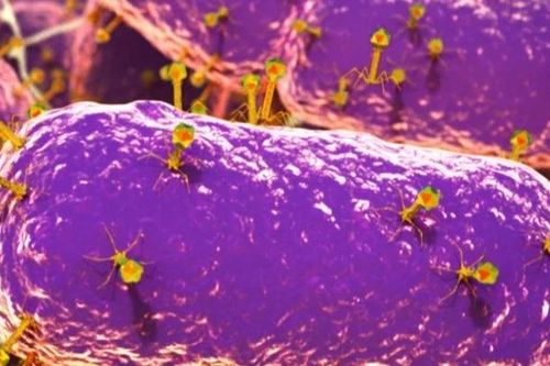 Ruột người chứa 140.000 loại virus, hầu hết đều chưa được biết
