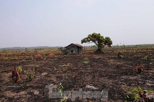 Hơn 22.000ha rừng ở Đắk Lắk bị xóa sổ ra sao?