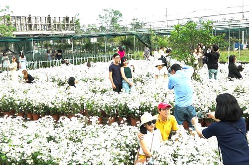 Đà Nẵng: Người dân hào hứng với vườn cúc họa mi trái mùa