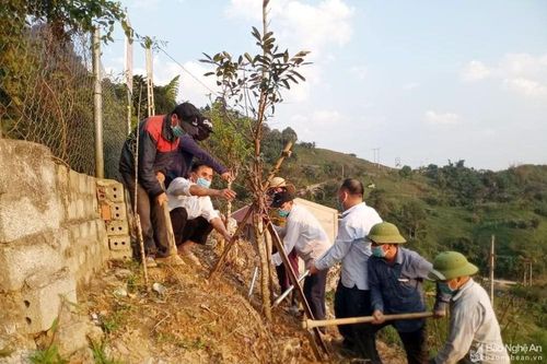 Trường tiểu học vùng cao Nghệ An trồng để bảo tồn cây đào đá