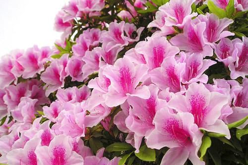 Những loại cây cảnh quen thuộc chứa chất độc cần cho trẻ tránh xa