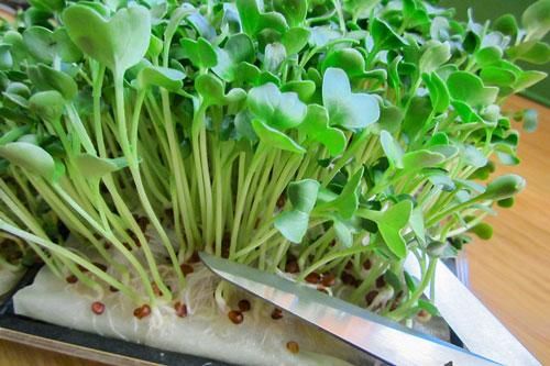Hướng dẫn cách trồng rau mầm bằng giấy ăn đơn giản