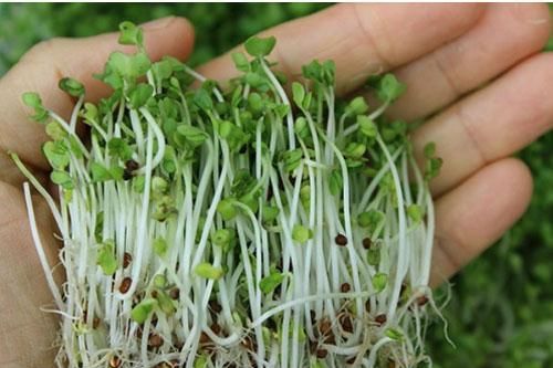 6 món ngon nhưng dễ gây ngộ độc
