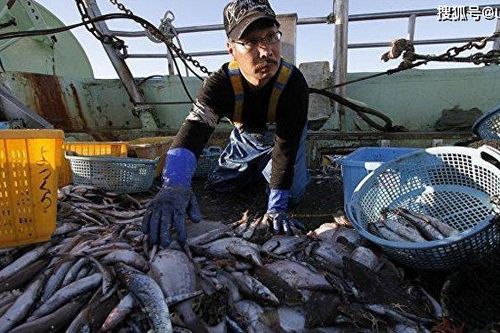 Mười năm sau vụ rò rỉ hạt nhân, 'cá nhiễm phóng xạ' lại xuất hiện ở Fukushima