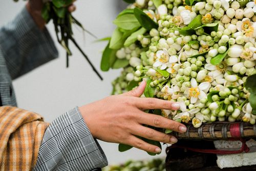 Hoa bưởi thơm ngào ngạt, giá từ 200.000/kg và cách lựa hoa 'chuẩn chỉnh'