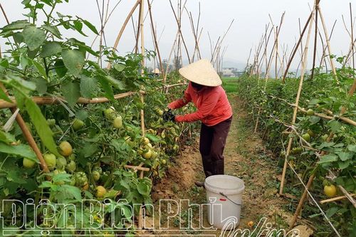Sản xuất, tiêu thụ nông sản bị ảnh hưởng bởi dịch Covid-19