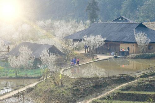 Chiêm ngưỡng vẻ đẹp của 'hoa mận' trên cao nguyên Bắc Hà