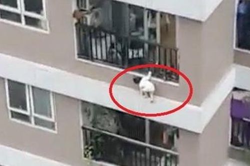 'Ông mụ' đỡ được bé gái rơi từ tầng 12 kể lại thời khắc sinh tử