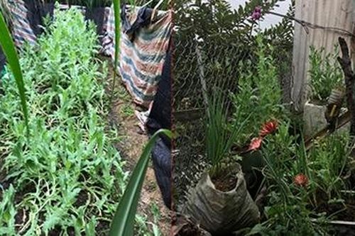 2 anh em trồng gần 350 cây thuốc phiện trong vườn nhà