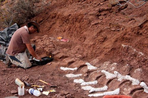 Bộ xương dài 20 m của loài khủng long mới ở Argentina