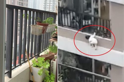 Vì sao bé gái hơn 2 tuổi trèo được qua lan can cao 1,5m?