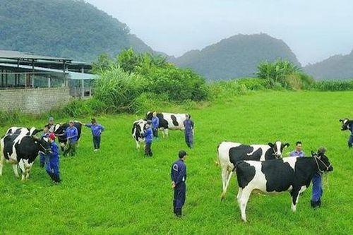 Thiên nhiên - yếu tố 'vàng' tạo nên thiên đường bò sữa Mộc Châu