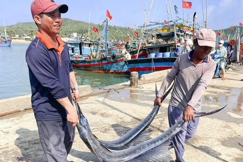 Ngư dân Sa Huỳnh trúng đậm cá cờ