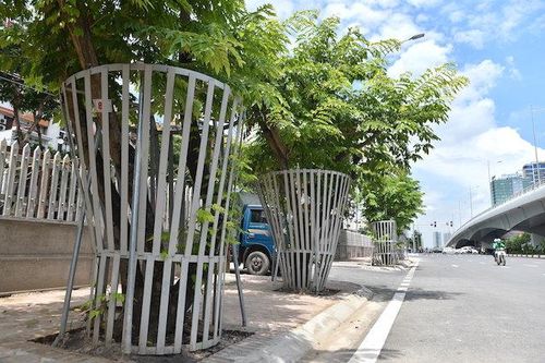 Thông tin mới về hàng sưa 'mặc giáp', được truyền dịch trên đường Nguyễn Văn Huyên
