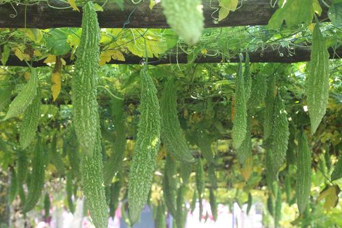 Nông dân Quảng Nam buồn rầu vì rau được mùa mất giá