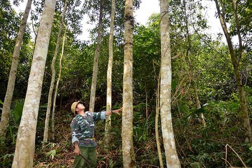 Bắc Kạn nâng cao chất lượng rừng trồng