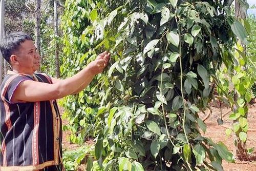 Điểm tựa của cộng đồng Gia Rai