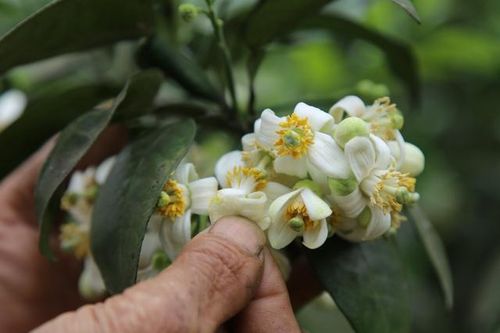 'Đệ nhất bưởi' vào mùa 'kết đôi'