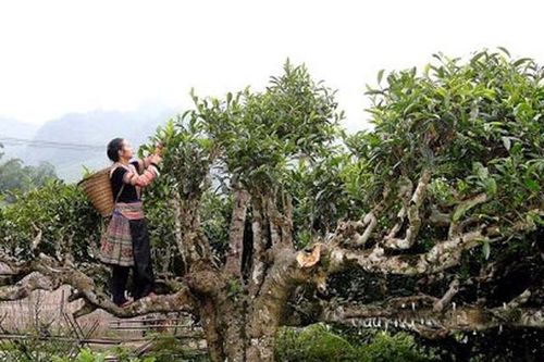 Xôi Tú Lệ, chè Suối Giàng lọt Top 100 món ăn đặc sản và đặc sản quà tặng Việt Nam