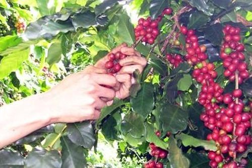 Giá cà phê hôm nay 2/3: Cà phê robusta đảo chiều xanh sàn, khả năng vượt lên 1.500 USD/tấn?