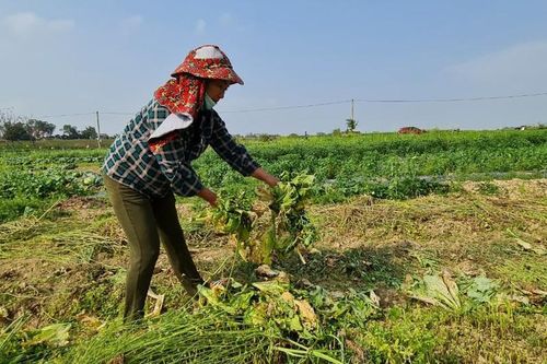 Nghệ An: Rau ế ẩm, nông dân mang về... cho bò ăn