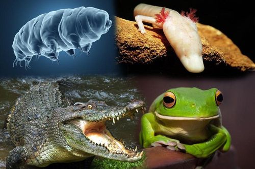 1001 thắc mắc: Loài động vật nào có thể nhịn ăn tới 30 năm?