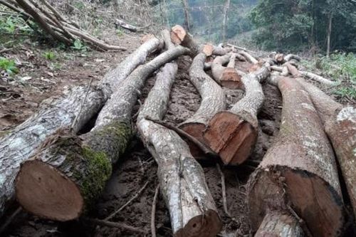 Phú Thọ: Xử lý nghiêm vụ phá rừng đặc dụng tại Vườn quốc gia Xuân Sơn