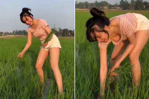 'Khoe' vòng 1 khi đi dặm lúa, bà Tưng nhận về vô số 'gạch đá' từ cộng đồng mạng