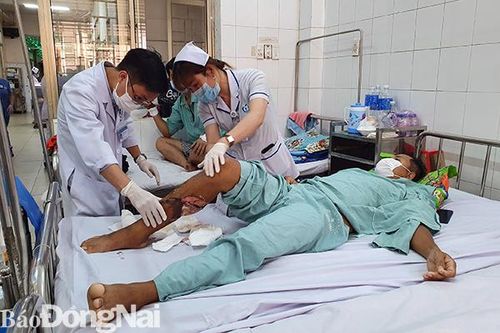 Một người đàn ông bị bò rừng húc gãy xương vai