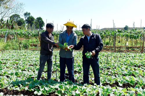 Hiệu quả Nông hội sản xuất rau an toàn xã Tân Bình