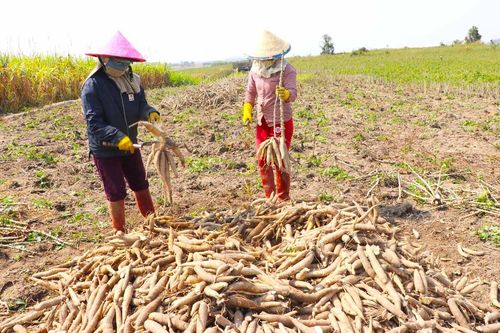 Gia Lai: Giá mì tăng cao do nguồn cung khan hiếm