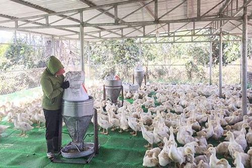 Nhân rộng mô hình chăn nuôi tập trung ở Long Thành