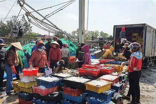 Kỳ vọng từ những chuyến ra khơi hiệu quả