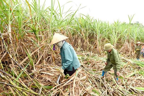 Tín hiệu vui cho ngành mía đường