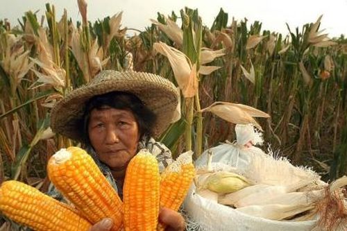 Giá thực phẩm đang tăng trên toàn thế giới