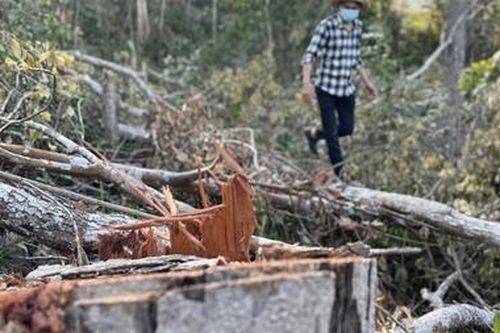 Chuyển hồ sơ sang Công an điều tra vụ phá rừng giáp ranh