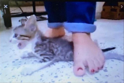 Phạt tới 3 triệu đồng người đánh đập, hành hạ tàn nhẫn chó, mèo
