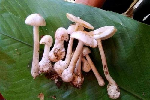Một gia đình nhập viện do ngộ độc nấm
