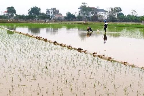 Sớm hoàn thành gieo cấy lúa Xuân